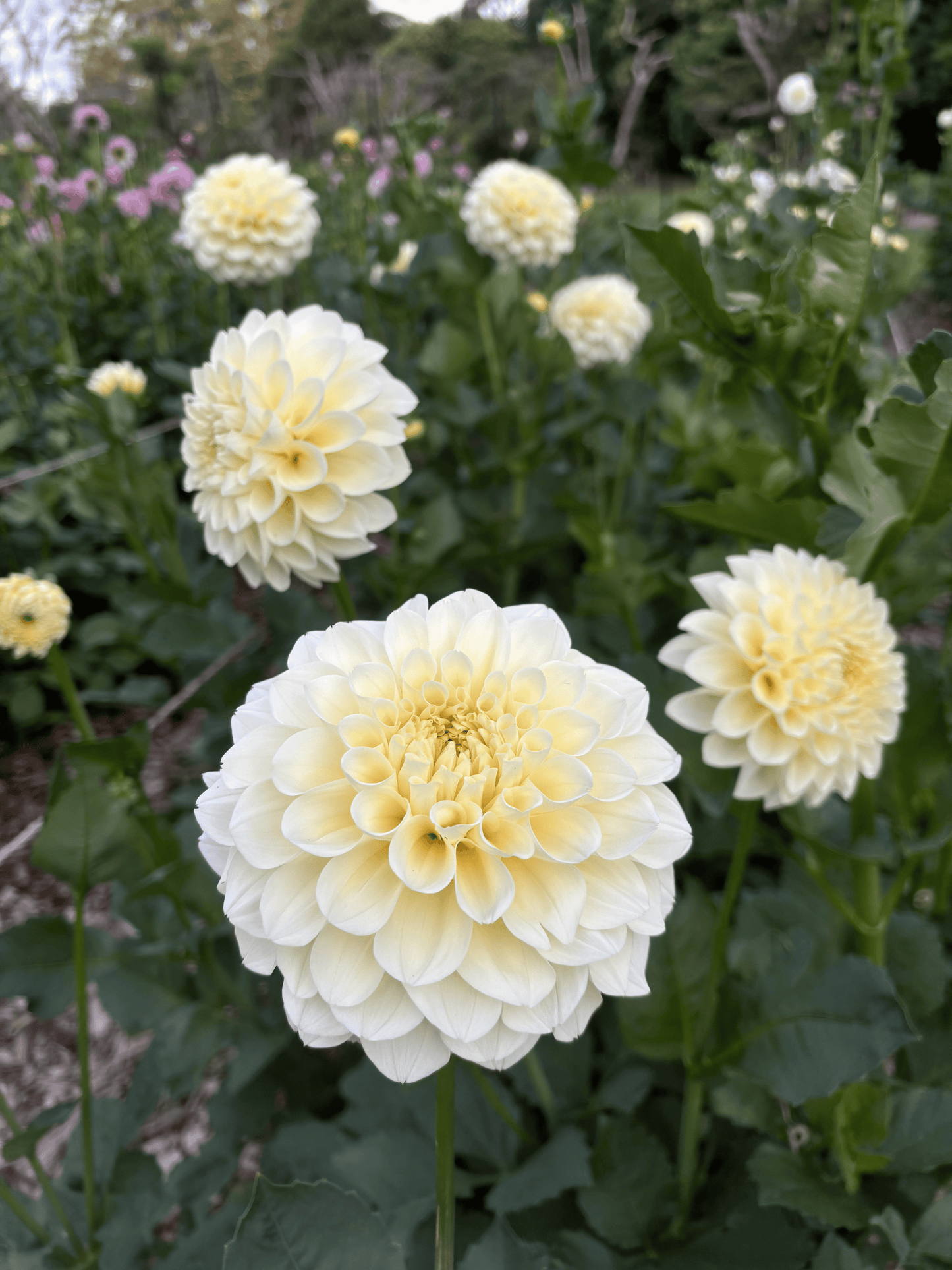 Serenade Buttercream