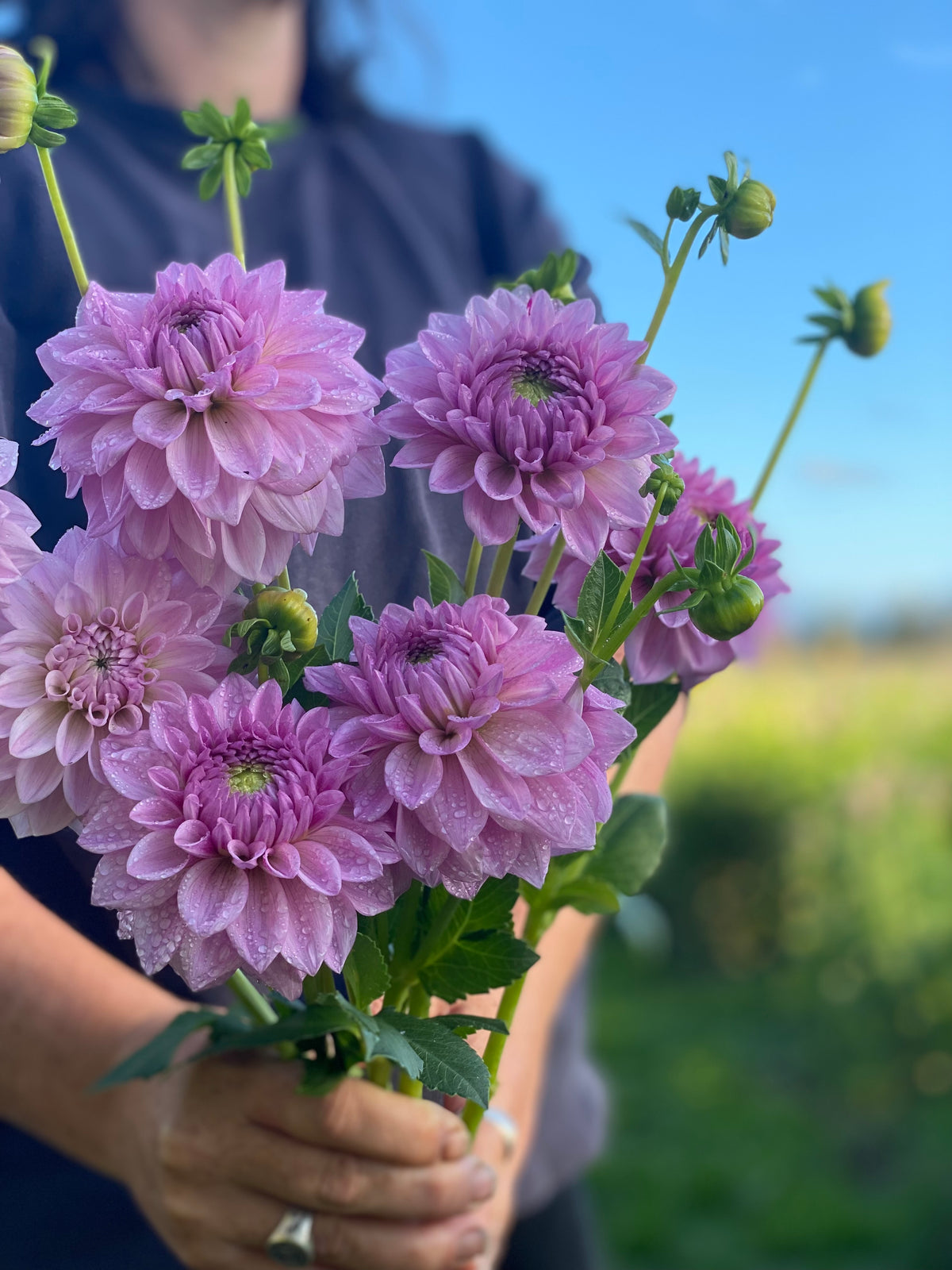 Bluegum Lilac