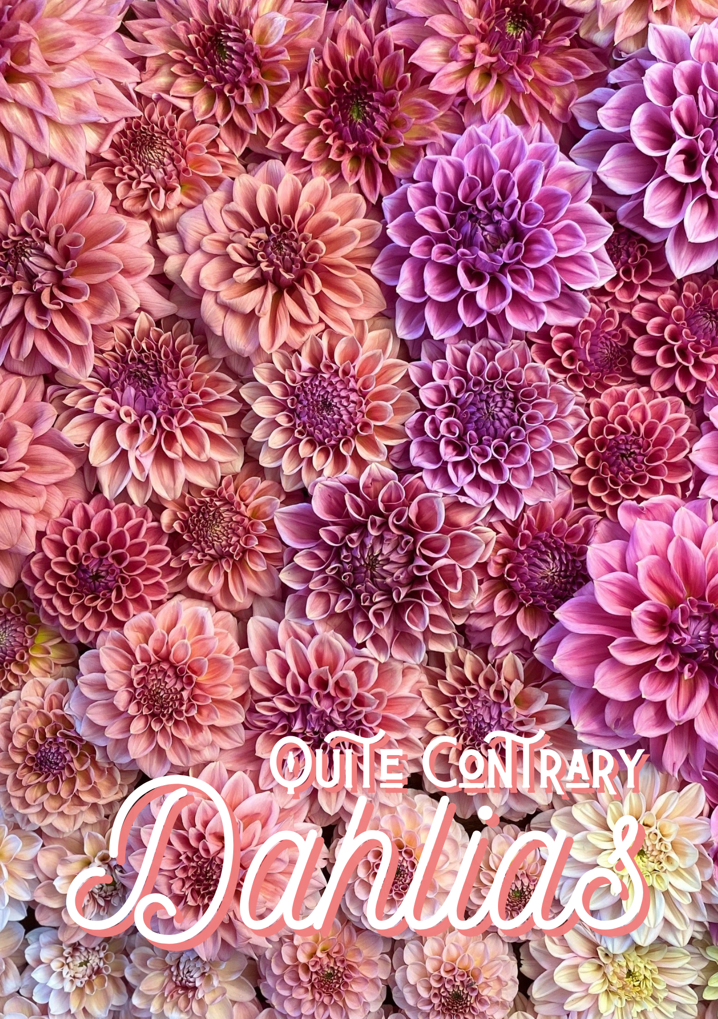 Dahlia Grow Guide