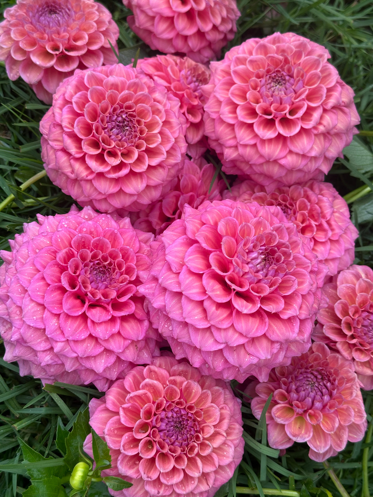 Serenade Rosa