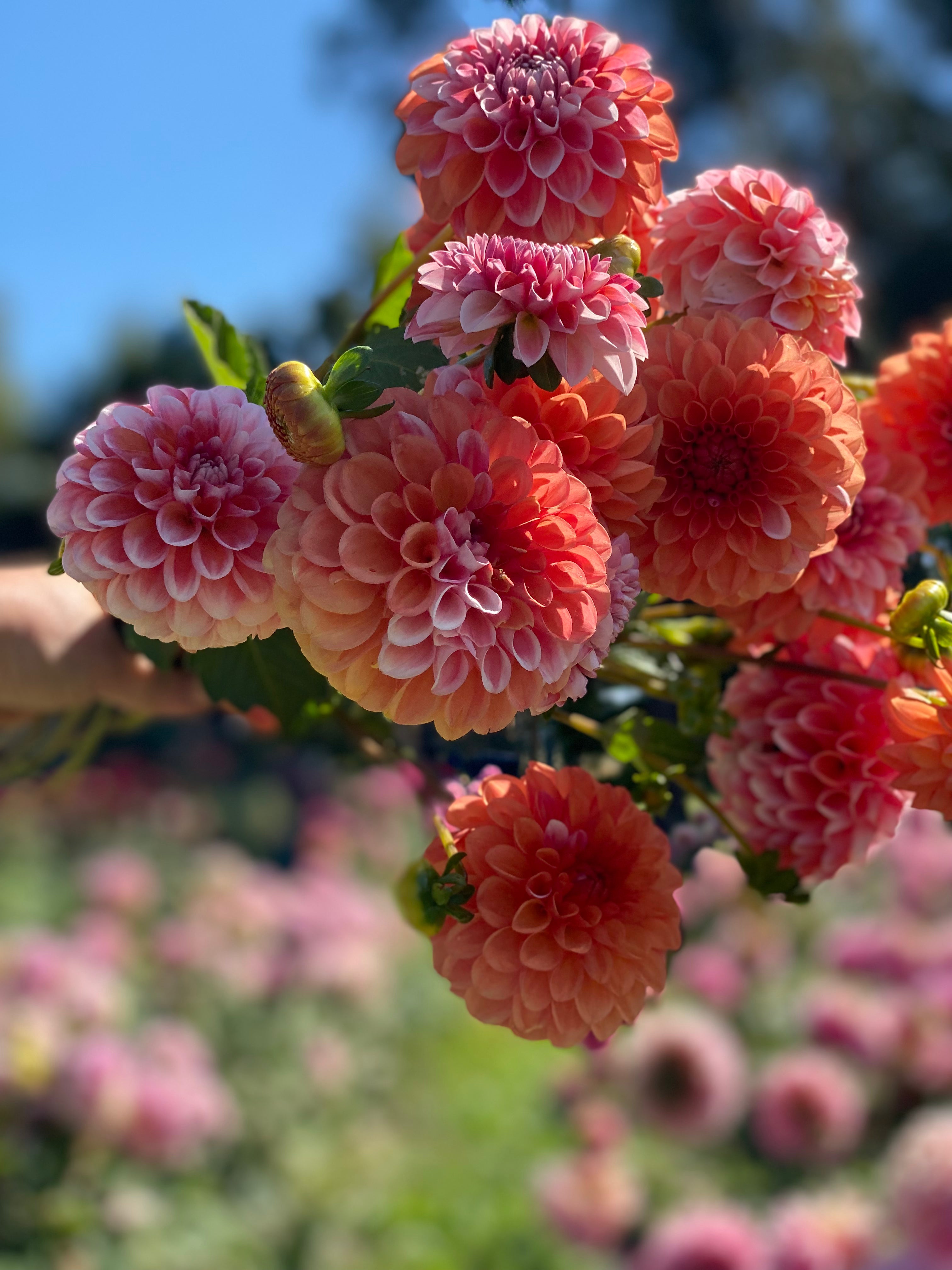 Florelie Angostura Quite Contrary Flower Farm florelie-angostura-quite-contrary-flower-farm