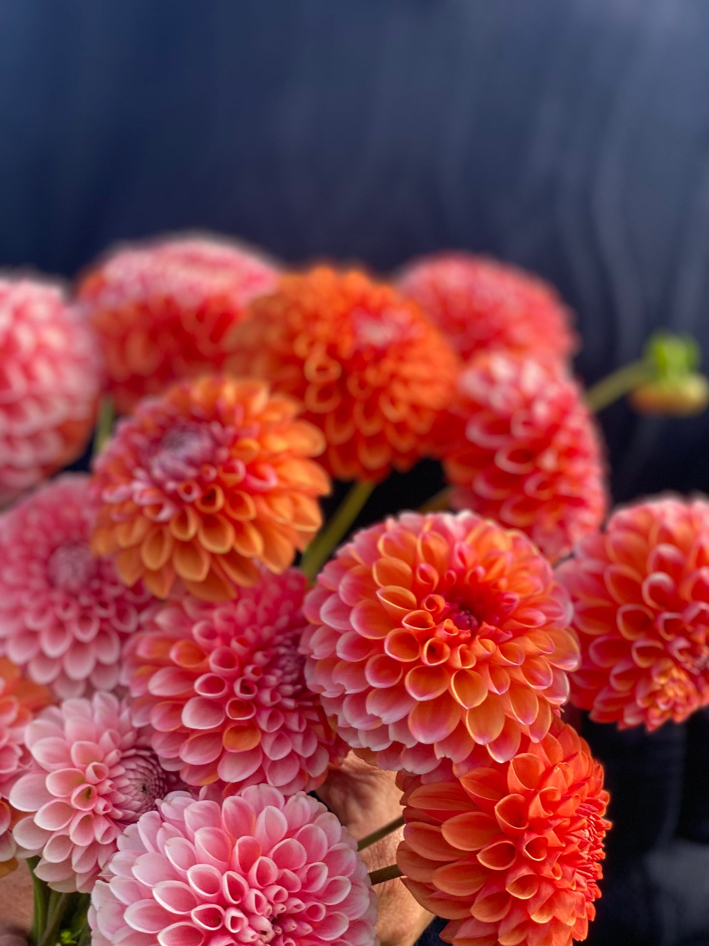 Florelie Angostura