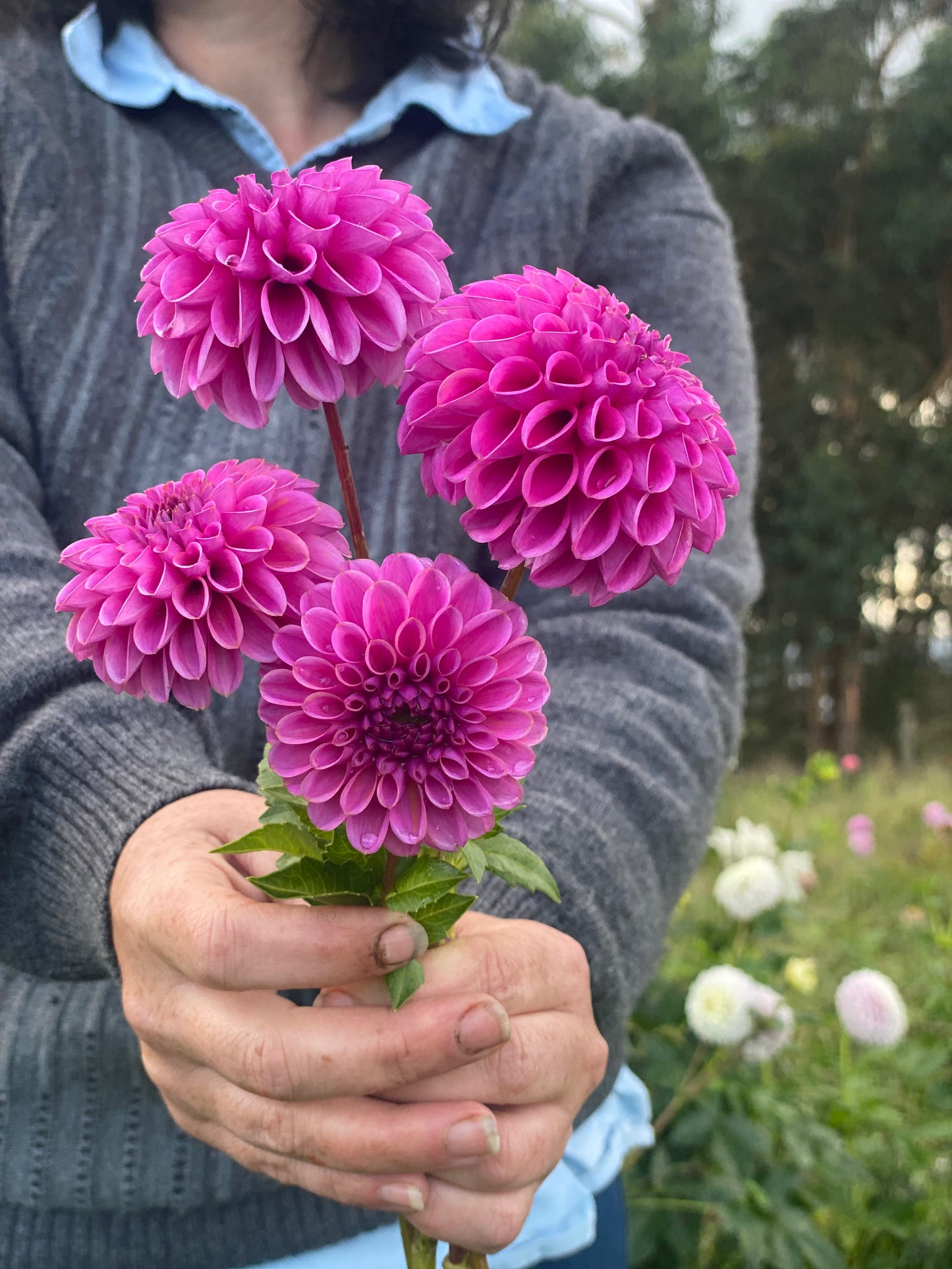 Just Great Flowers