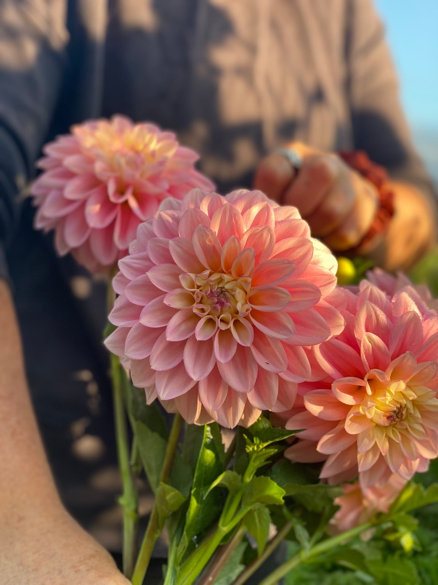 Florelie Pirouette