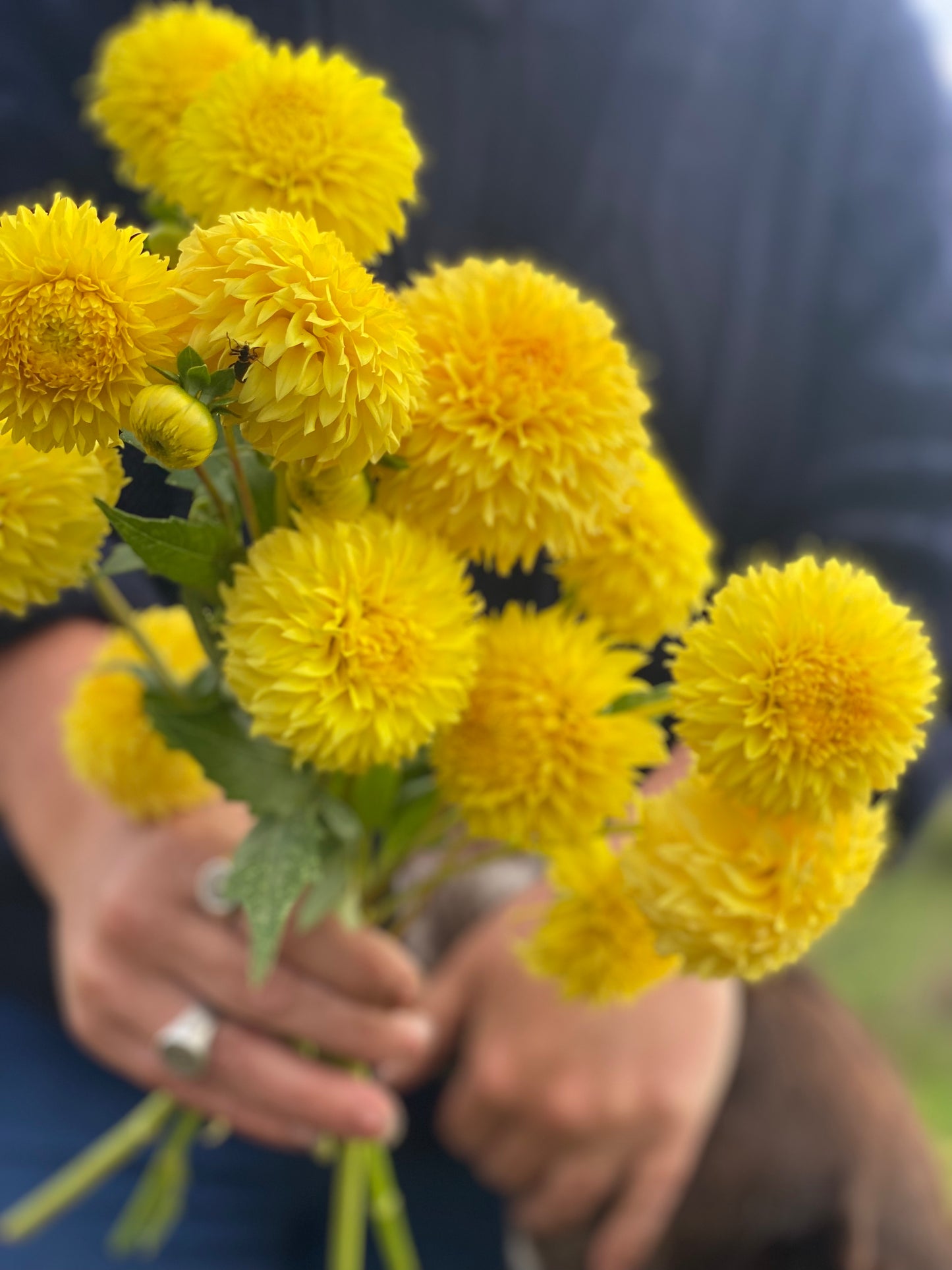 Florelie Dandelion