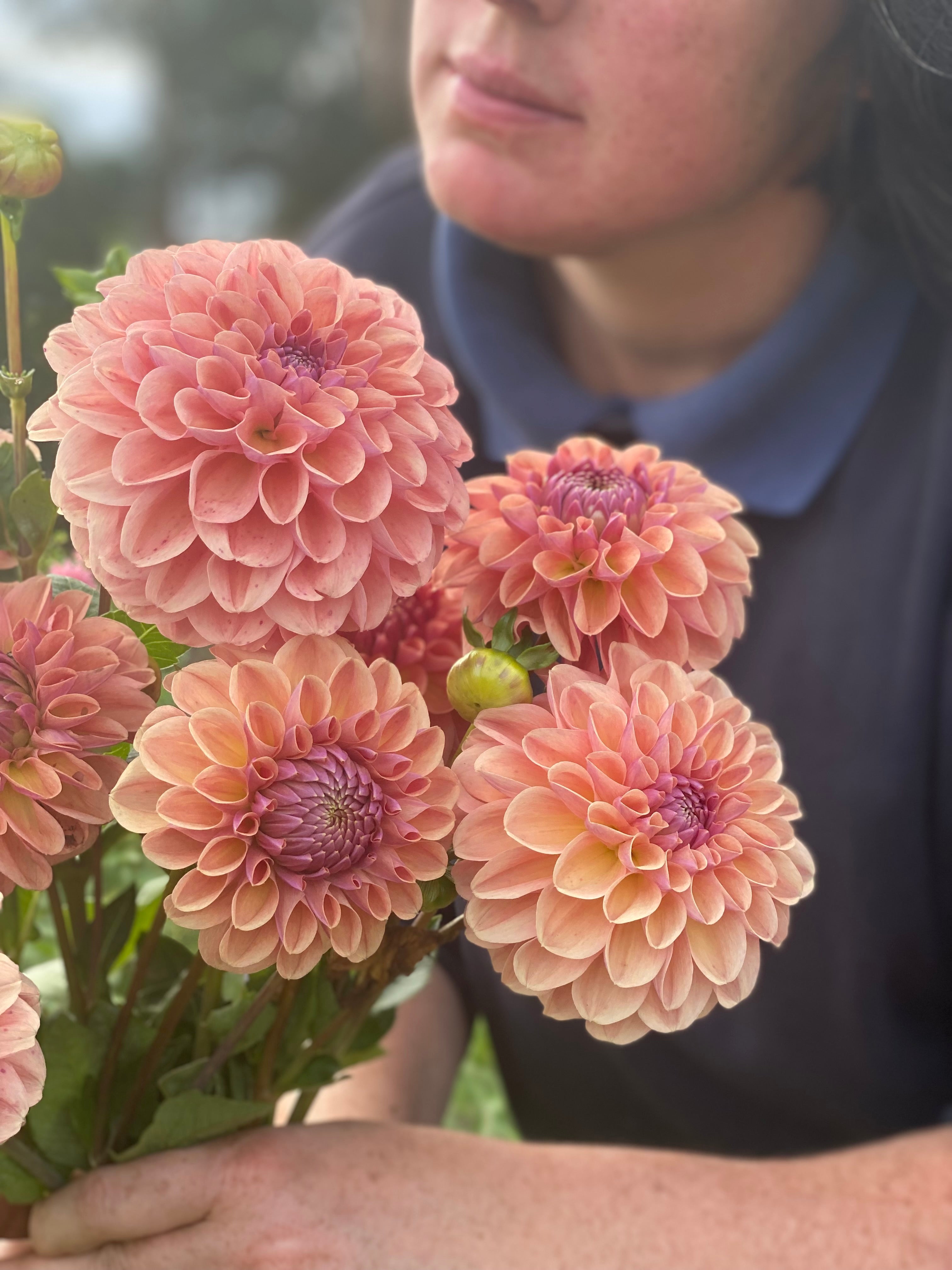Growing Dahlias: Clones v Seeds – Quite Contrary Flower Farm