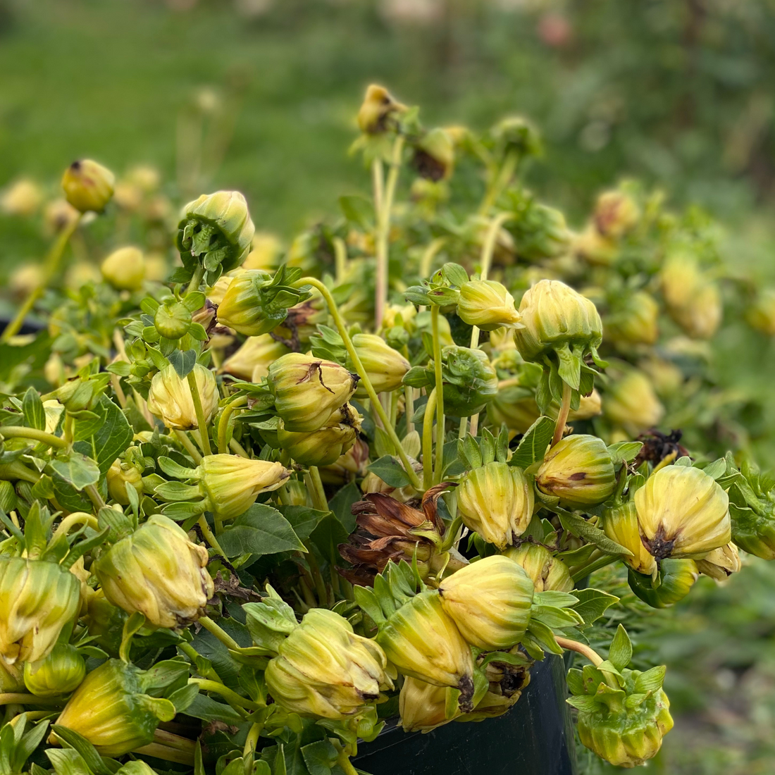 dahlia seed pods 