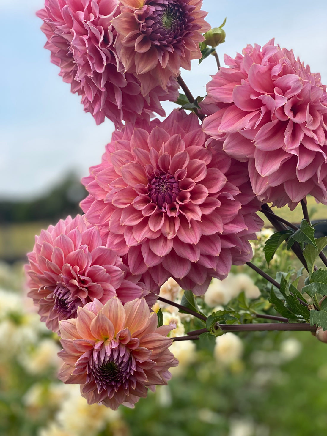 Instruction: Growing Dahlias from Seed