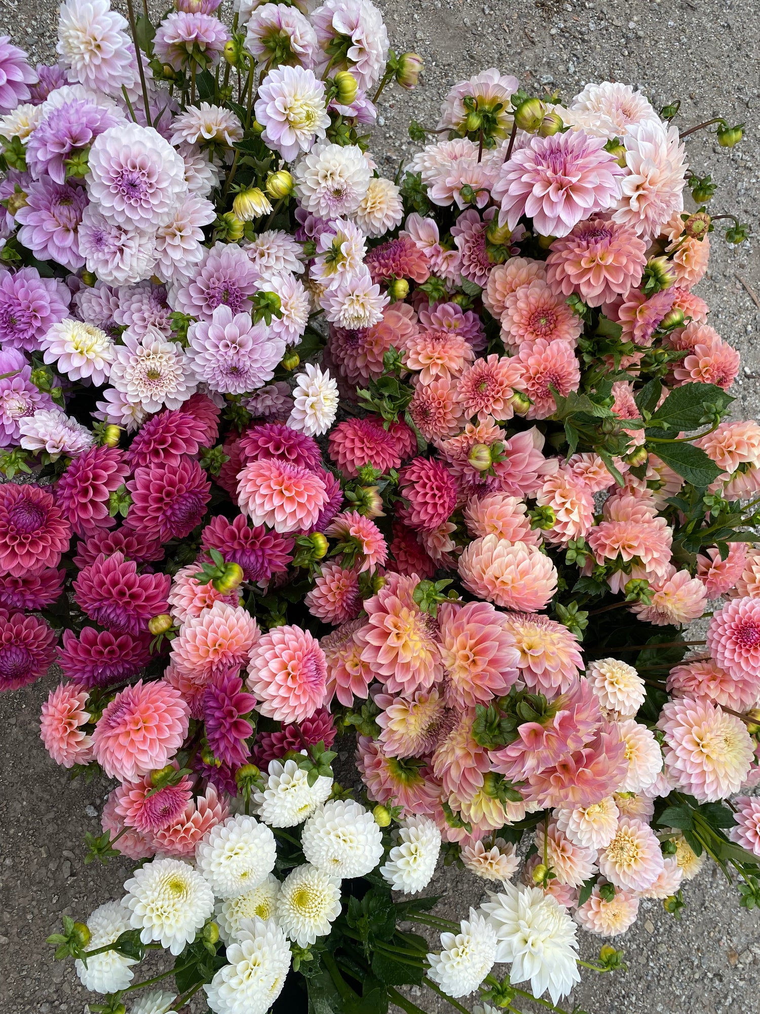Dahlia Plants