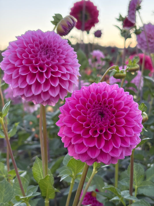 Bracken Rose