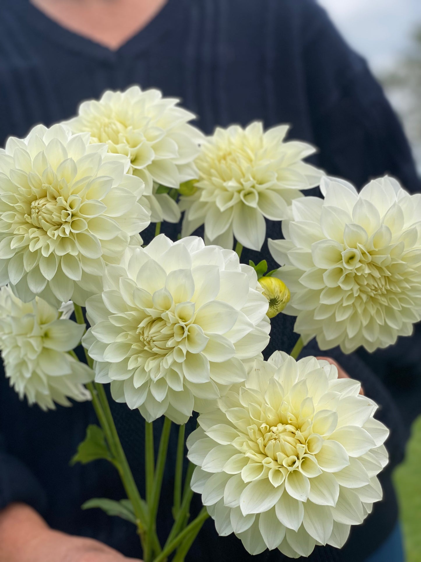 Florelie Nimbus
