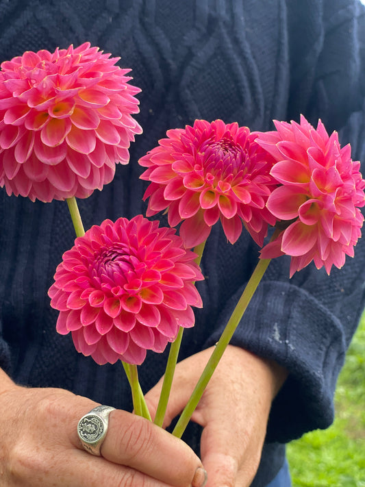 Pink Suffusion