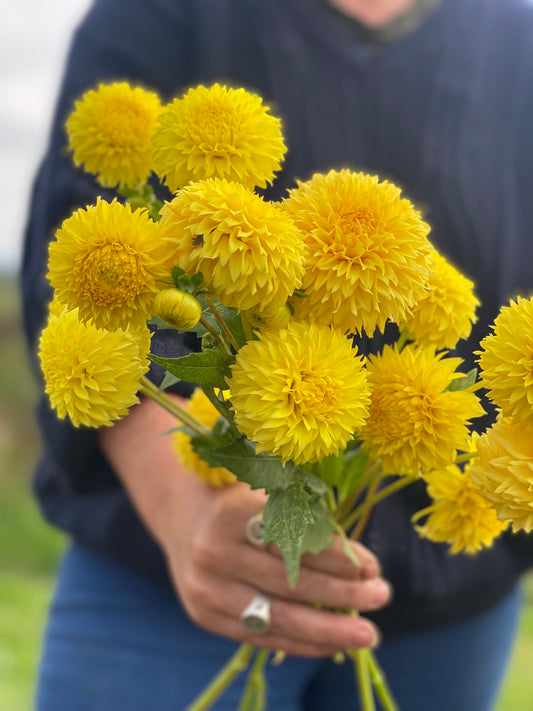 Florelie Dandelion