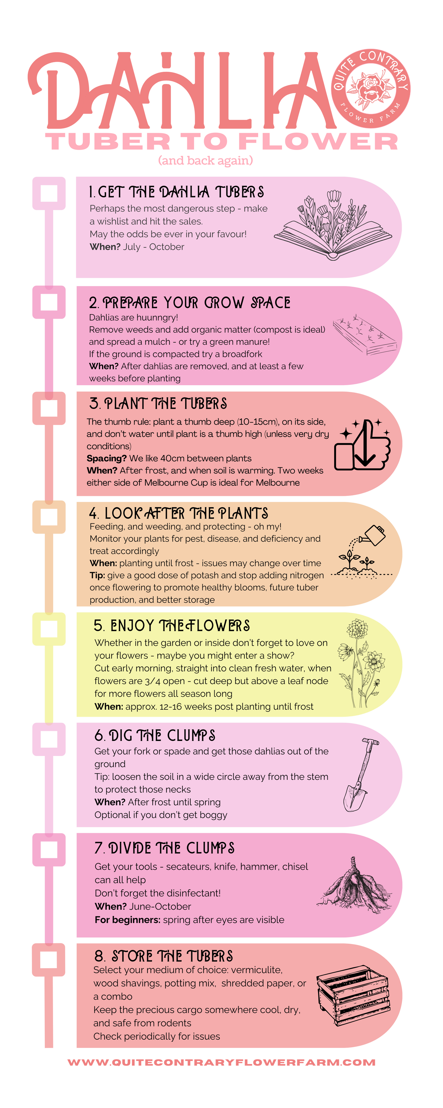 Growing Dahlias - Infographic